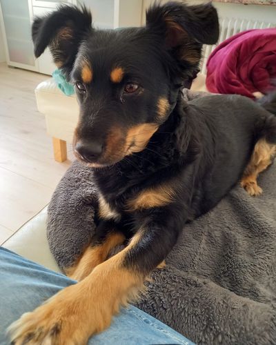 Dori