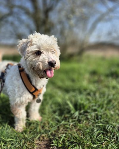 Max