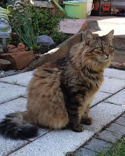 Carlo