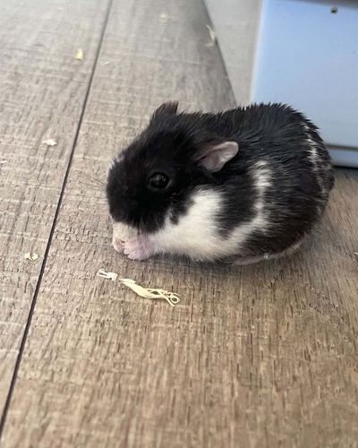 Doinita